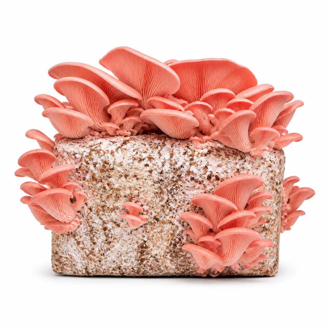 Pink Oyster — 5lb Colonized Block | Golden Mushroom Co. | Golden